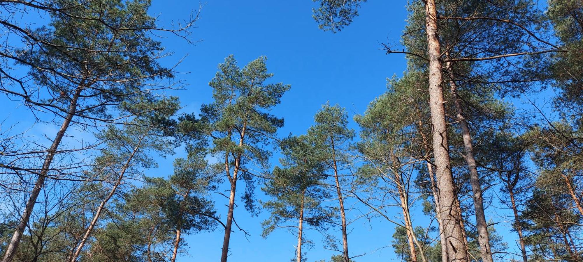 Chalet Wanama. Gelegen Op Het Vakantiepark Het Lierderholt Op De Veluwe. Beekbergen Exterior foto